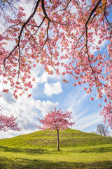 Japanische Kirschblüten Berlin Fliegeberg Lichterfelde - 599841622