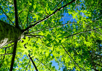 Looking Up into a Tree