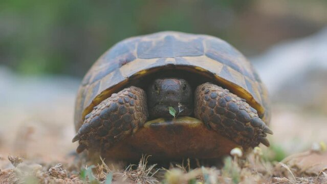 Close-up of a young Greek tortoise natural environment. wild nature.