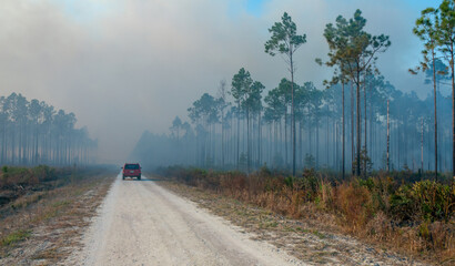 Wildland fire, burning forest with conifers, smoke in the woods, Florida