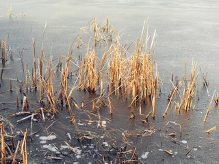 Foto auf Alu-Dibond reeds in ice © Evelien