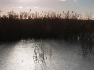Foto auf Alu-Dibond reed in a frozen pond with sun glow © Evelien