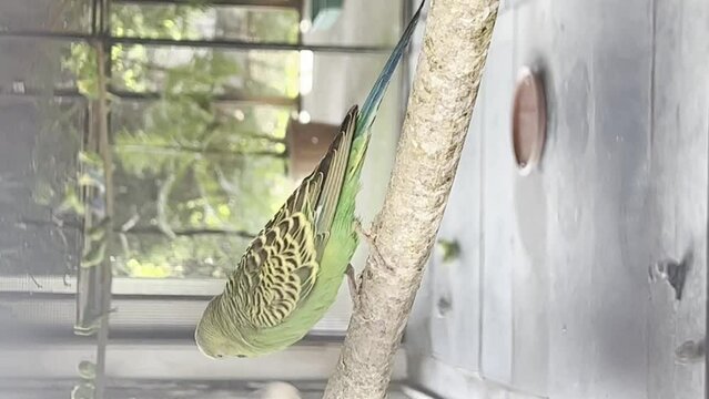 Trapped Songs: The Melancholic Parrots in a Pet Shop
