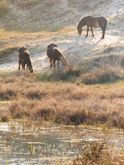Fototapeta premium three horsen in dunes