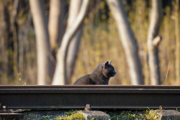 Grey cat is sitting near railway, animal, cat. Waiting for the train