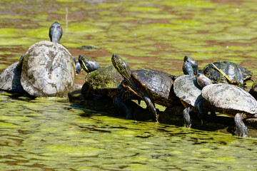 European Pond Terrapin (Emys orbicularis) in park, Pilsen, Czech Republic, Europe