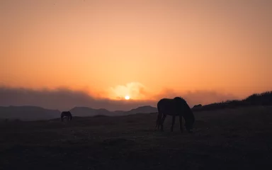 Fototapeten wildhorses at sunset in dunes © Evelien
