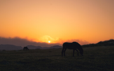 Fototapeta na wymiar wildhorses at sunset in dunes