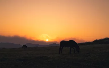 Fototapeten wildhorses at sunset in dunes © Evelien