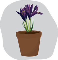 Purple iris flower in a pot. High quality vector illustration.