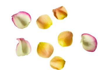 Delicate petals roses of different colors .  Isolate on white
