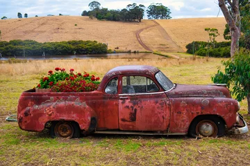  Rusty red abandoned classic pickup truck with lichen on the car body used as a flower box for geraniums and petunias  © Hans