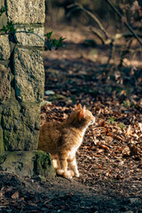 Naklejka na ściany i meble cat in the leaves in the sun