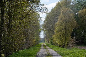 path in the park