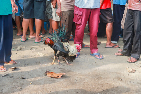 picture of a crowd of asian men watching roosters fighting in a field