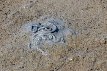 lugworms on sandy beach