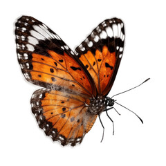 Fototapeta na wymiar Beautiful butterfly flying, close-up. Transparent isolated background. AI generated
