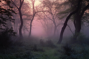 Fototapeta na wymiar Foggy morning in the woods, Forest with fog in the morning, Generative AI