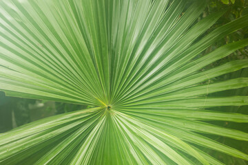 abstract green stripes from nature, tropical palm leaf texture background, vintage tone