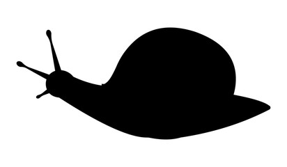 Black silhouette of a snail © A Step