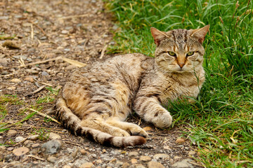Naklejka na ściany i meble a red striped cat is lying on the green grass resting