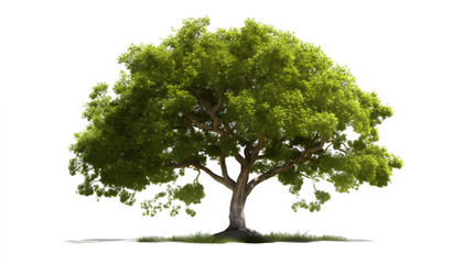A beautiful tree Oak isolated transparent background, PNG Generative AI