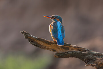 Wild Kingfisher