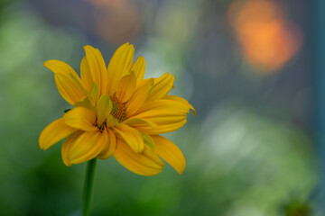 Obraz premium Blooming false sunflower on a green background on a summer sunny day macro photography. Garden rough oxeye flower with yellow petals in summertime, close-up photo. Orange heliopsis floral background.