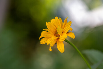 Blooming false sunflower on a green background on a summer sunny day macro photography. Garden rough oxeye flower with yellow petals in summertime, close-up photo. Orange heliopsis floral background.