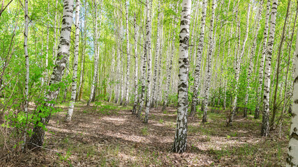 beautiful autumn scenic landscape with birch copse. Birch forest. Birch Grove. White birch trunks...