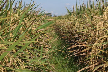 Old rice in a field that is ready to harvest