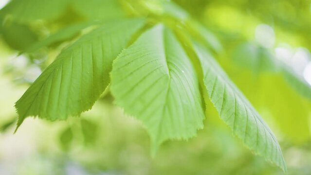 Horse Chestnut, Aesculus, Conker Tree Leaves Close Up
