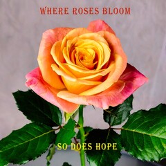 Where Roses Bloom, So Does Hope
