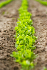 Row of fresh green herbs on the field. Farmland - eco-plowland with planted herbs, vegetables plantation