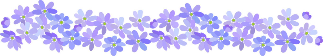 Border of blue spring blooming wild forest flowers Hepatica isolated on white background