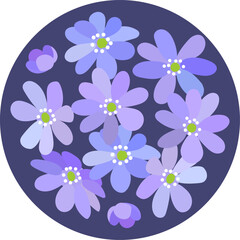 Small Bouquet of blue violet spring blooming wild forest flowers Hepatica in a circle