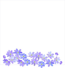 Obraz na płótnie Canvas Border of blue spring blooming wild forest flowers Hepatica isolated on white background