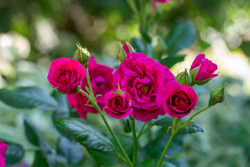 Blooming pink rose flower macro photography on a sunny summer day. Garden rose with pink petals close-up photo in the summertime. Tender rosa floral background.	