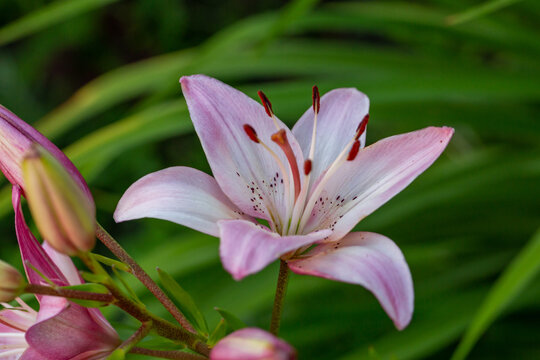 Blooming pink lily on a green background on a summer sunny day macro photography. Garden lillies with bright pink petals in summer, close-up photography.	