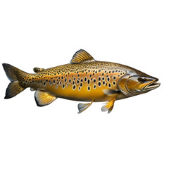 Fototapeta premium Trout, isolated, transparent background, no background. Generative AI.