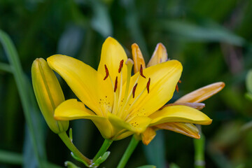 Fototapeta premium Blooming yellow lily in a summer sunset light macro photography. Garden lillies with bright orange petals in summertime, close-up photography. Large flowers in sunny day floral background.