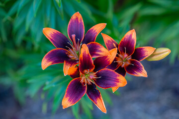 Multicolor lily flower macro photography in a summer day. Bright garden flowers with bicolor petals...