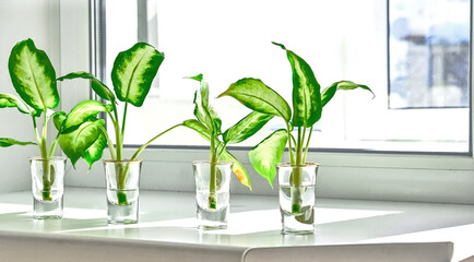 seedlings in glasses with water on the background of the window on the windowsill. Propagation of indoor plants. close-up