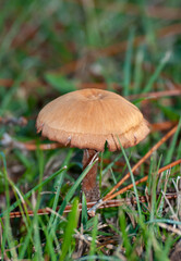 A yellow and brown mushroom grew in the green grass