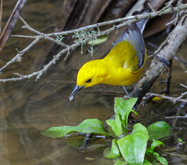 Prothonotary warbler (Protonotaria citrea) male during spring migration, Galveston, Texas, USA.