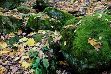 Mossy round boulders, overgrown with forest vegetation and covered with autumn leaves.