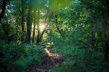 A shaft of sunlight falling on a forest alley surrounded by intensely green vegetation and dark trees.