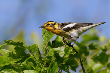 Blackburnian warbler (Setophaga fusca) during spring migration, Galveston, Texas, USA.