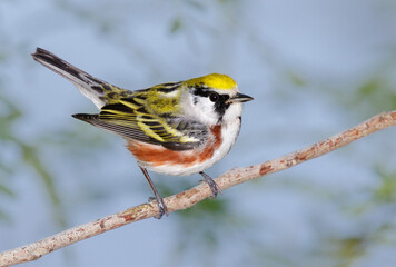 Chestnut-sided warbler (Setophaga pensylvanica) male during spring migration, Galveston, Texas, USA.