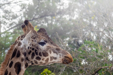 Giraffe Head
